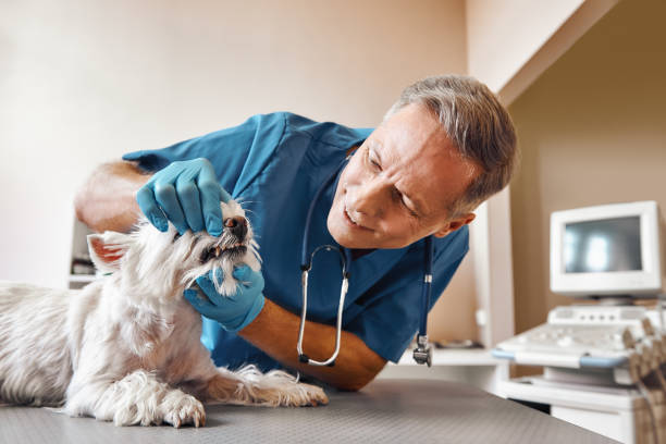 Best 24-Hour Emergency Dentist in Pine Mountain Clu, CA